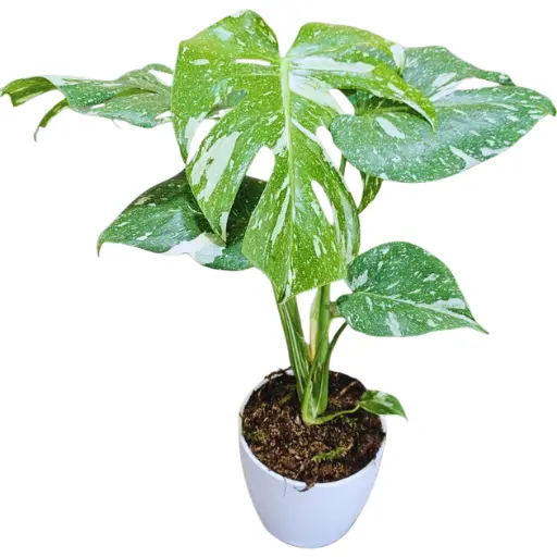 Planta mostera thai constelation m14